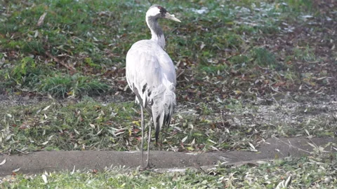 Gray Crane returned early from wintering Video stock 107852312