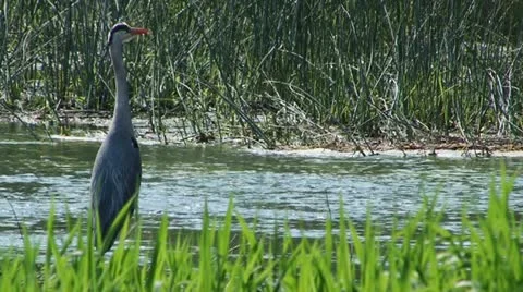 Gray crane walking - HD Video stock 21946238
