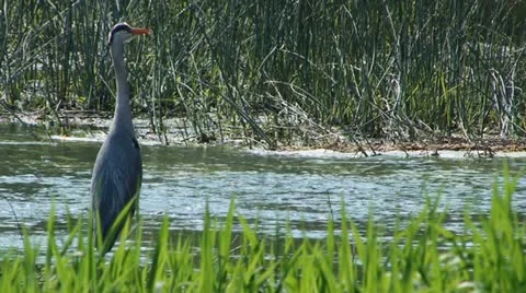 Gray crane walking - HD Stock Footage 22039551
