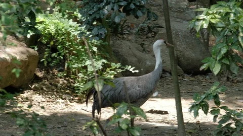 Gray Crane Walking in the Sunshine 스톡 동영상 113923931