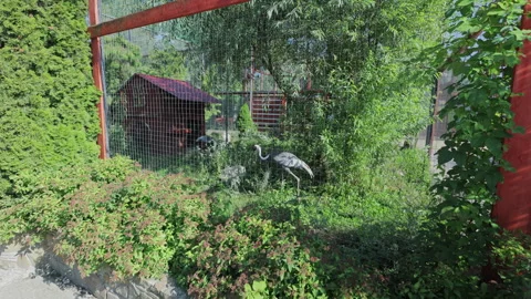 Gray Crane Walking Through Green Vegetation in a Zoo Enclosure Stock-Footage 347214401