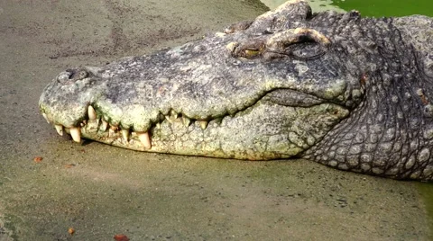 Gray crocodile head side view. Stock Footage 48550376