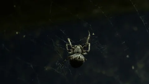 Gray Cross Spider sitting on woven orb web and waiting for prey. Stock-Footage 99944827