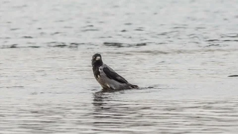 Gray crow bathes in the river Stock Footage 121346199