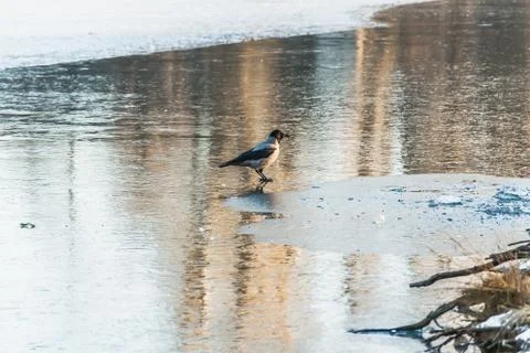 A gray crow bird is on a pond with a thin colored ice mirror with beautiful Stock Photos