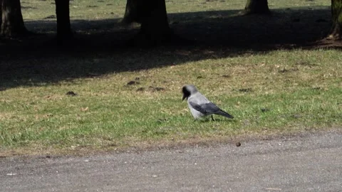 A gray crow with black wings walks on the grass in the park in the spring Stock-Footage 237940086