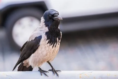 Gray crow (Corvus cornix) in a city park. On gray background. Stock Photos