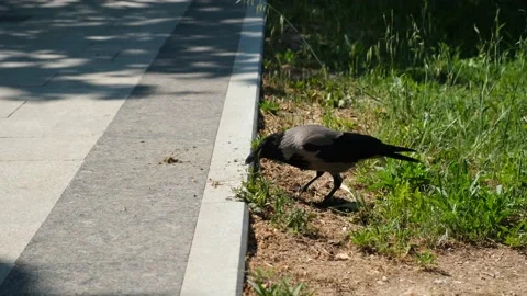 Gray crow Corvus cornix on the grass. Stock Footage 198809528