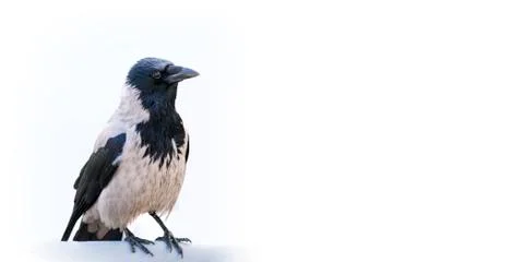 Gray crow (Corvus cornix) sitting on a perch, isolated on a white background. Foto stock