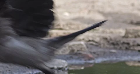 Gray crow Corvus Corone in the city in slow motion Video stock 277204905