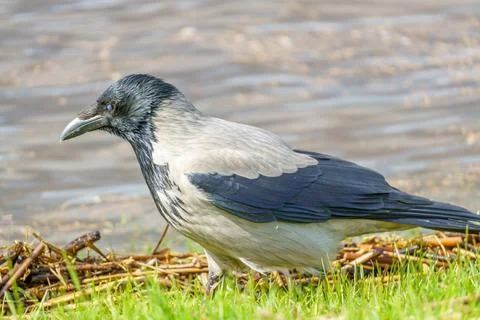 A gray crow, Corvus corone cornix, stands in the grass by the water Stock Photos