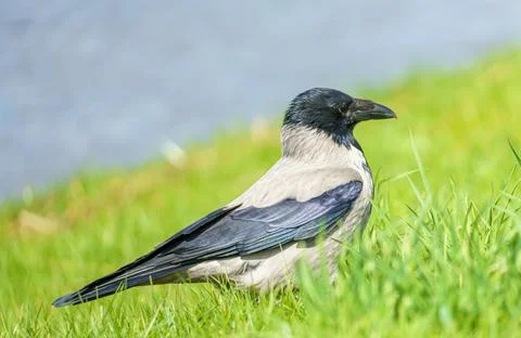 A gray crow, Corvus corone cornix, stands in the grass by the water Stock Photos