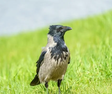 A gray crow, Corvus corone cornix, stands in the grass by the water Stock Photos