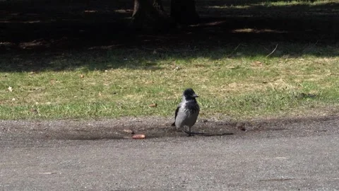 A gray crow drinks water from a puddle and walks on the grass Stock-Footage 237940106