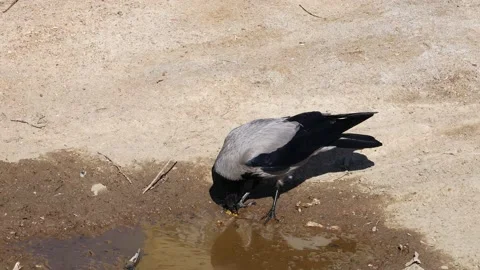The gray crow eats and drinks from a puddle. 스톡 동영상 188886397