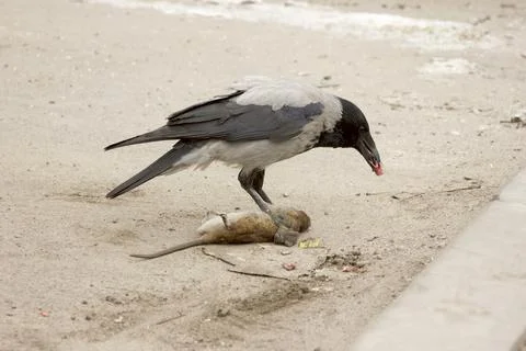 A gray crow eats a dead gray rat. Corvus corone cornix and Rattus norvegicus 写真素材
