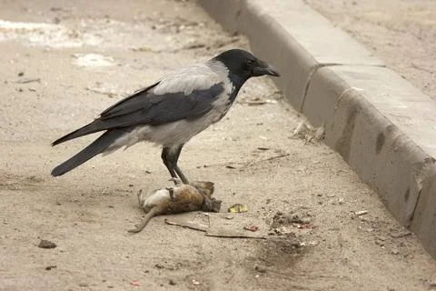 Gray crow eats dead gray rat. Bird and rodent Stock Photos