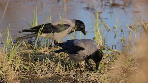 The gray crow eats a worm, 4K slomo Stock Footage 170159949