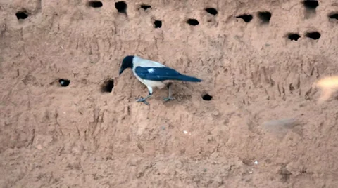 Gray crow Stock Footage 39594986