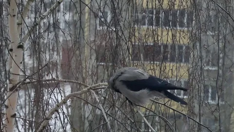 Gray crow. Video stock 116960449