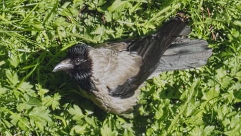 A gray crow on the green grass Stock Footage 155119203