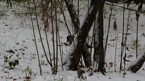Gray crow jumping on the snow. Video stock 105501722