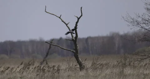 A gray crow lands on a tree, 4K slomo Stock Footage 306069045
