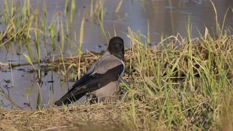 The gray crow is looking, close, 4K slomo Stock Footage 170159562