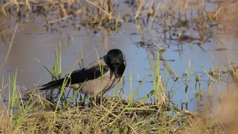Gray crow is looking for worms, 4K Stock Footage 170160078
