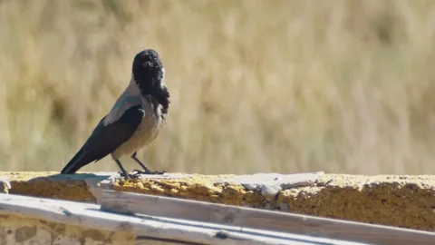 A gray crow with an open beak looks around in the hot summer in the steppe 스톡 동영상 312144296