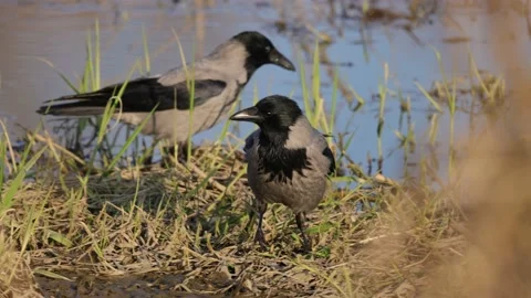 Gray crow pair, 4K slomo Stock Footage 170159997