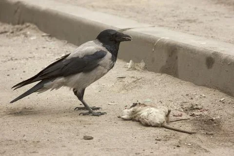 Gray crow pecks a dead gray rat. Corvus corone cornix and Rattus norvegicus Stock Photos