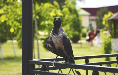 A gray crow perched on an iron railing in a city park gazebo Stock Photos