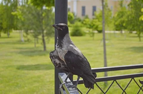 A gray crow perched on an iron railing in a city park gazebo Stockfoto's