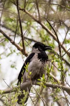 Gray crow Stock Photos
