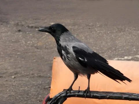 Gray crow Stock Photos