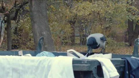 Gray crow rummages through trash container in search of food. Stock Footage 256779955