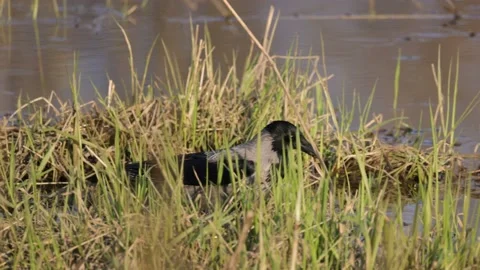 Gray crow in rushes, sunny day, 4K slomo Stock Footage 170159992