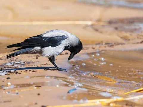 A gray crow on a sandy beach. Corvus cornix Stock Photos