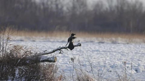Gray Crow shakes feathers, 4K slomo Stock Footage 172427359