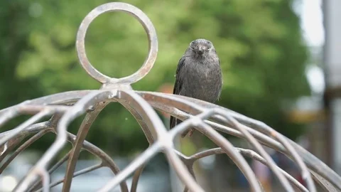 Gray crow sits on cage on the street Stock Footage 80738183