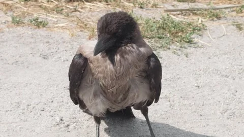Gray crow sits on ground and looks at camera, close-up. Stock Footage 280743906