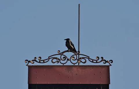 A gray crow sits on a pipe. Stock Photos