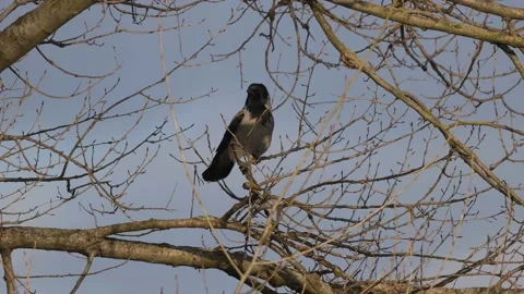 The gray crow sits on the tree, 4K slomo Stock Footage 170159631