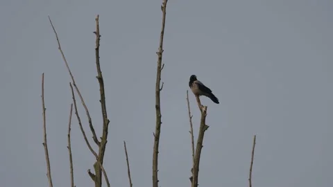 The gray crow sits on the tree, 4K slomo Stock Footage 171860804