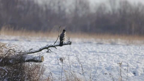 The gray crow sits on the tree, 4K slomo Stock Footage 172427493