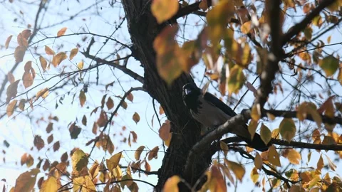 A gray crow sits on a tree branch in yellow foliage in an autumn park.  Stock Footage 221436510