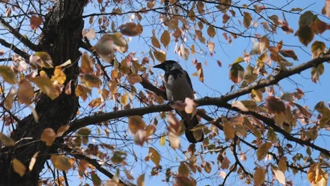 A gray crow sits on a tree branch in yellow foliage in an autumn park. slow m Stock Footage 221436512