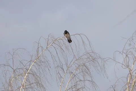 A gray crow sits on a tree branch in winter Stock Photos