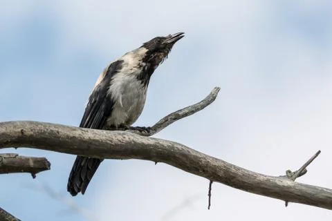 The gray crow sits on a tree Foto stock